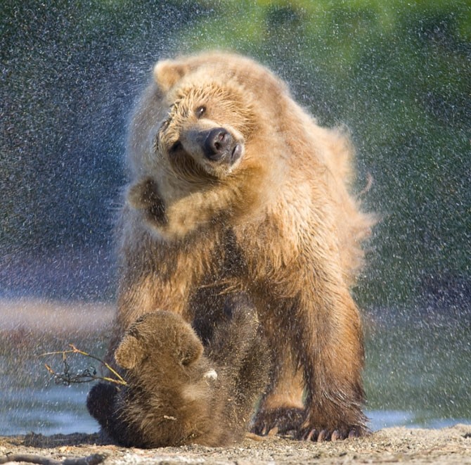 Gấu xám mẹ và con đang rũ nước